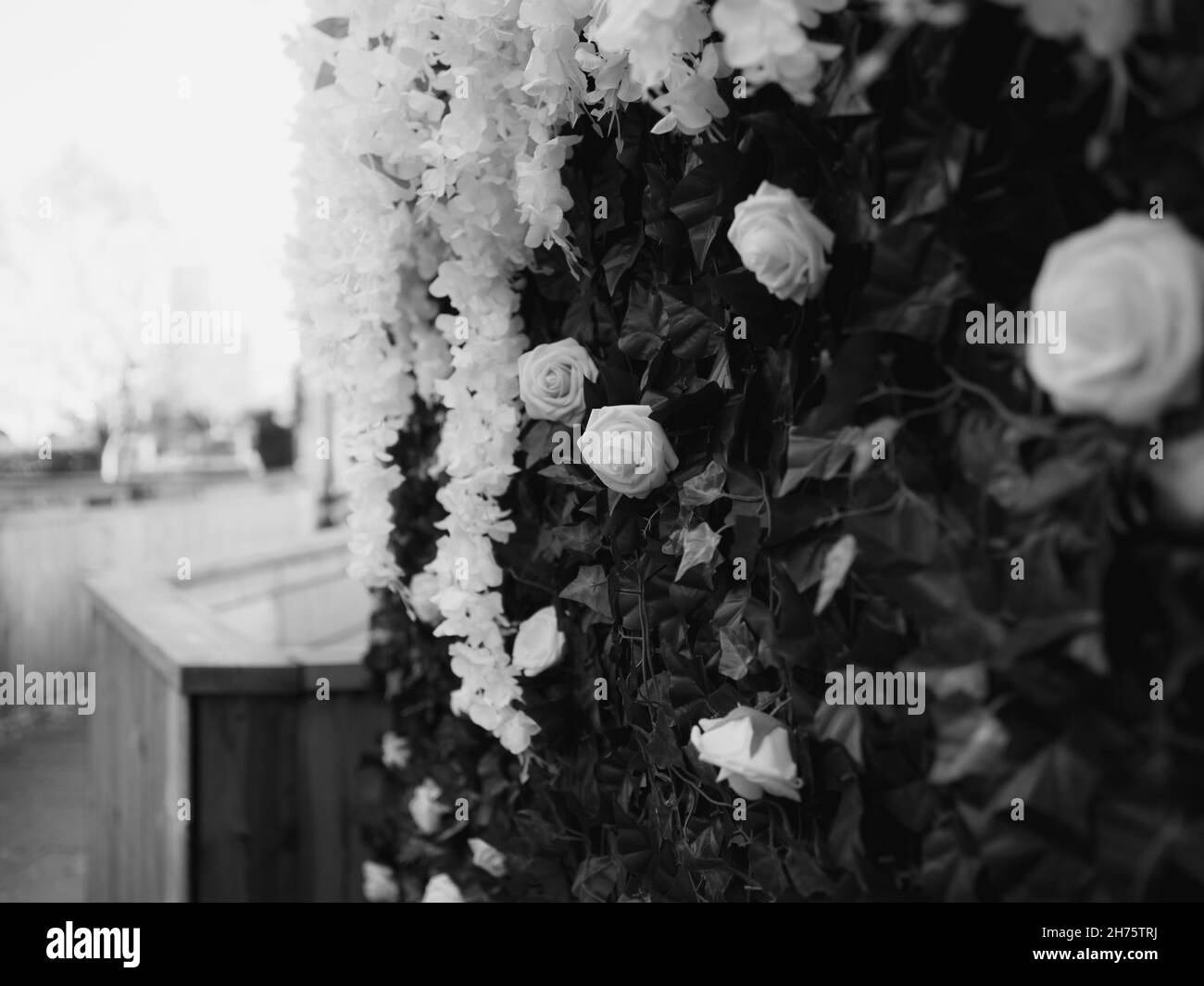 image noire et blanche douce et concentrée des roses qui poussent sur le mur Banque D'Images