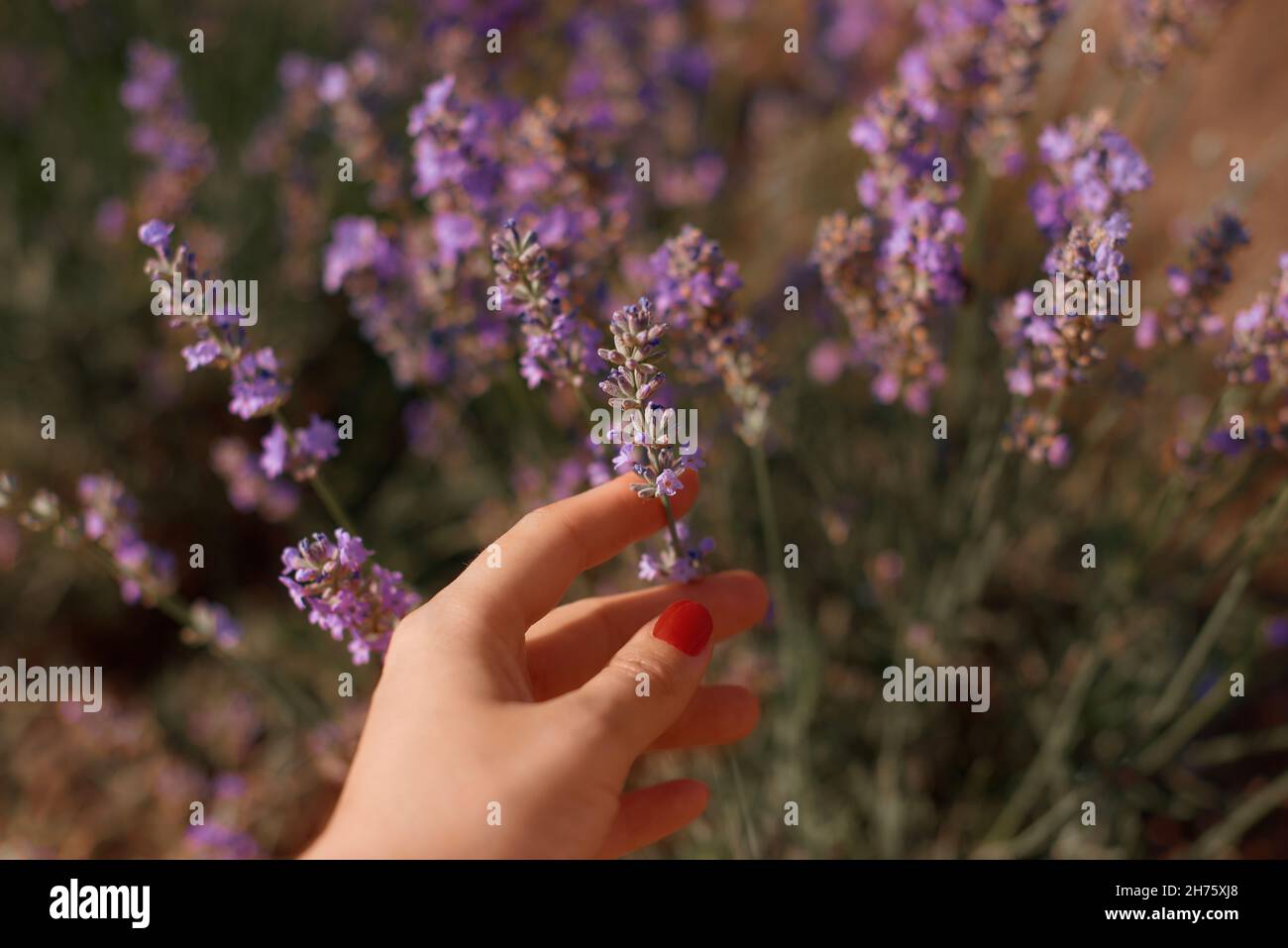 champs de floraison de lavande. l'unité et seul de l'homme avec la nature Banque D'Images