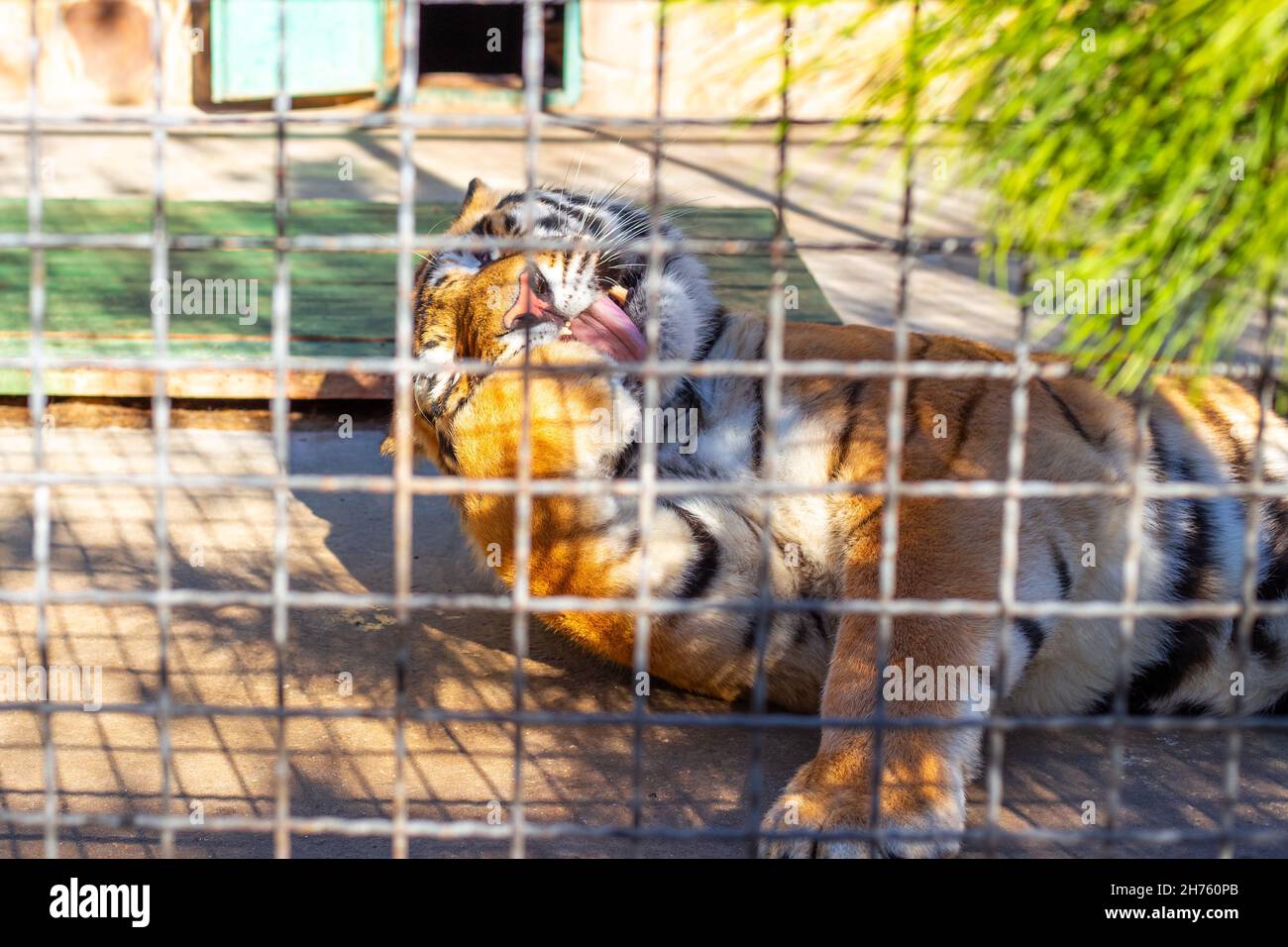 Un grand tigre rayé lave son visage, léchant sa patte derrière le râpe de la volière. Banque D'Images