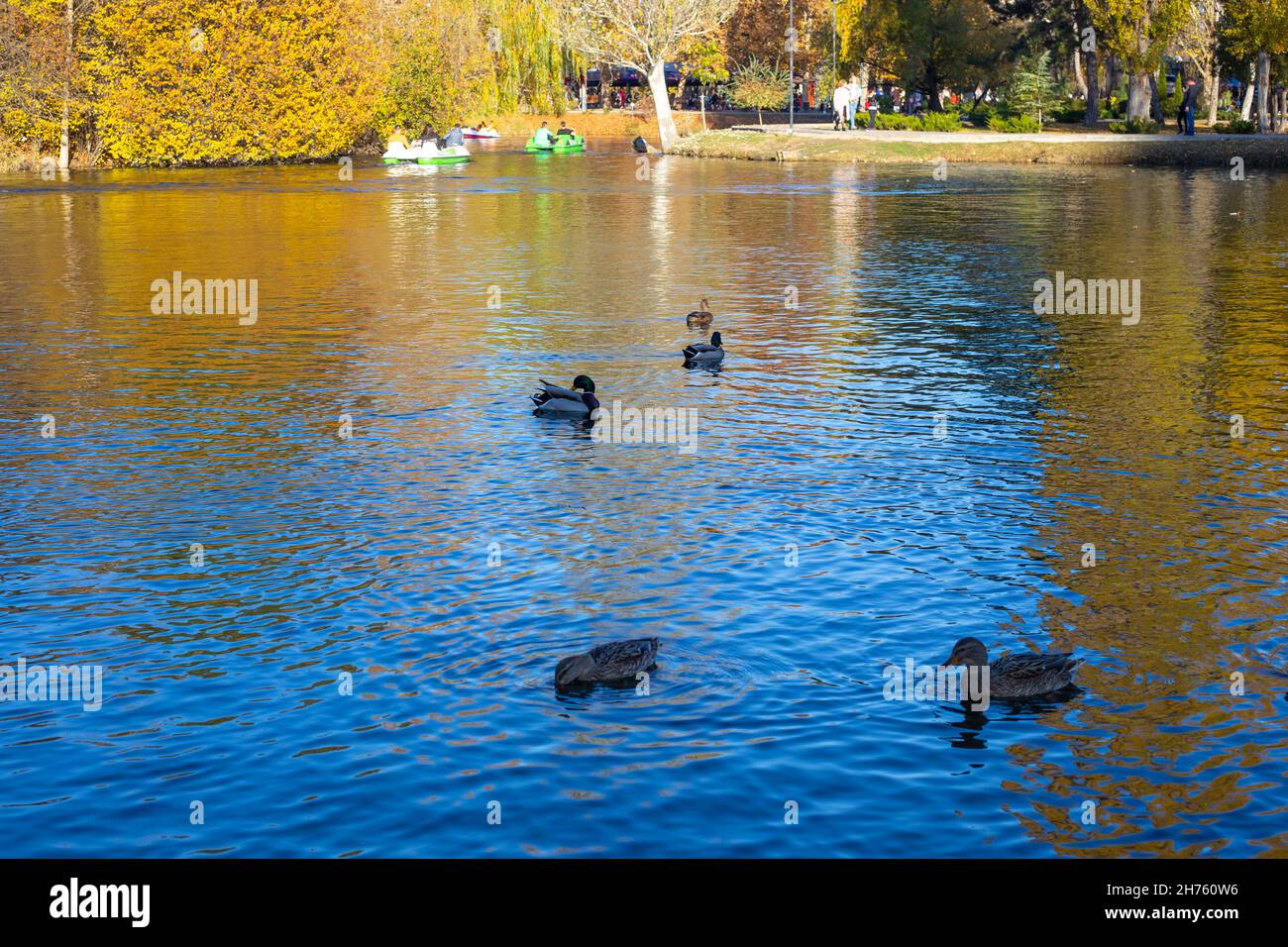 Un bel étang dans le parc avec des canards flottants et des bateaux avec des vacanciers et des touristes par une journée ensoleillée. Banque D'Images