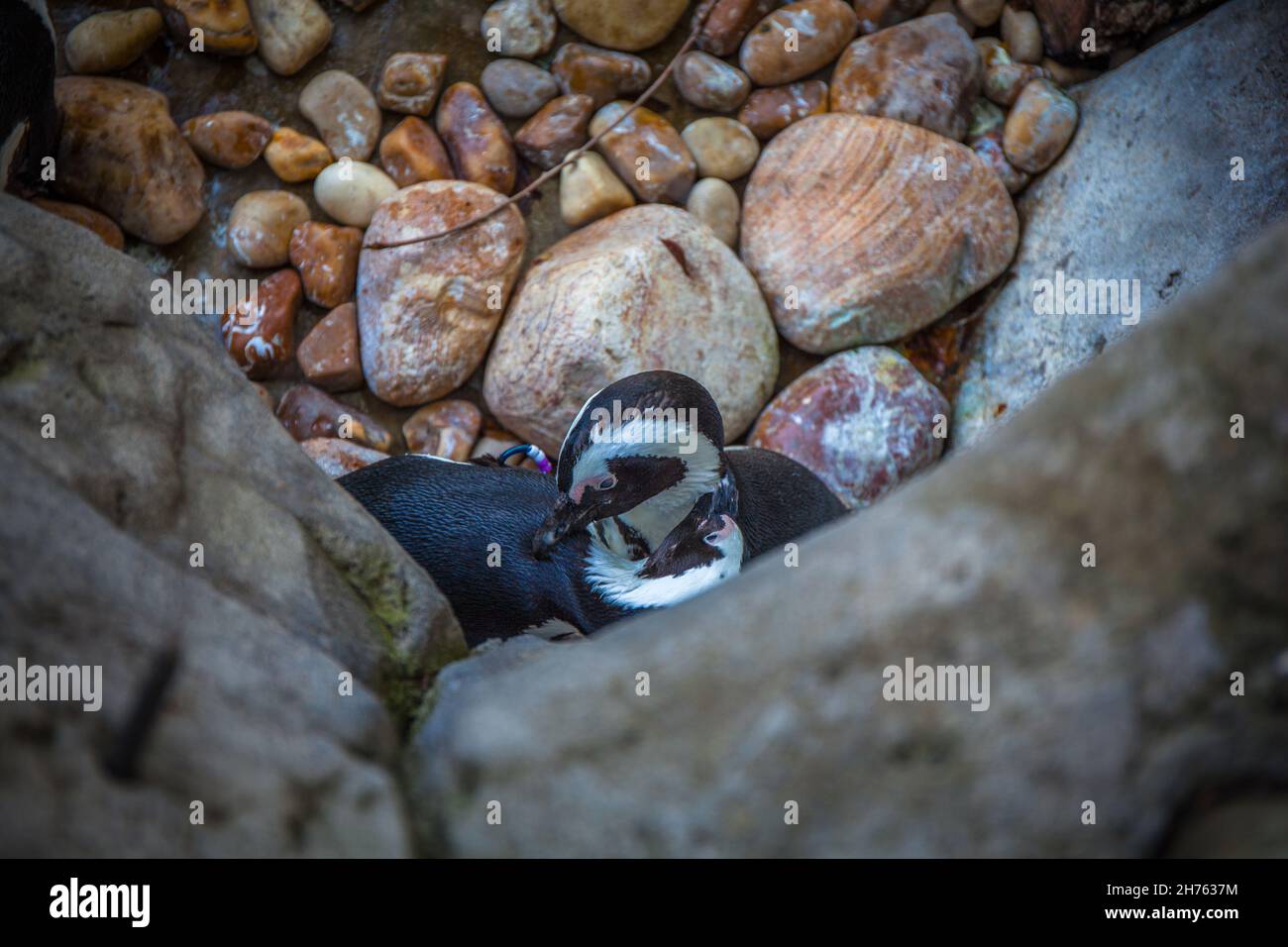 Pingouin dans le zoo.Madrid, Espagne.Photo prise – 26 septembre 2021. Banque D'Images