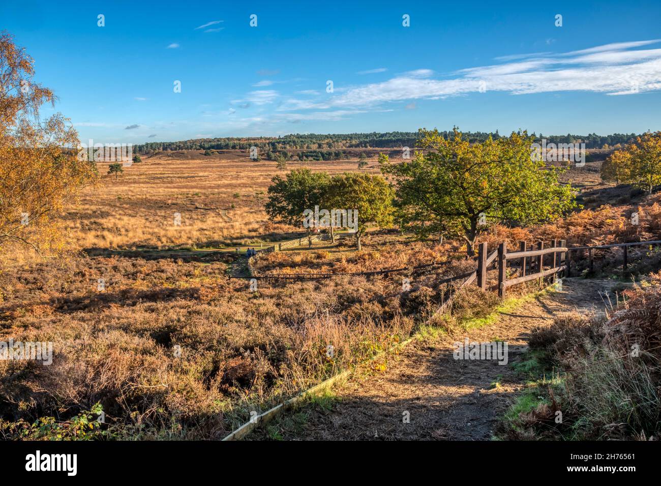 Le chemin vers la réserve naturelle nationale de Dersingham Bog lors d'une journée d'automne ensoleillée avec un ciel bleu. Banque D'Images