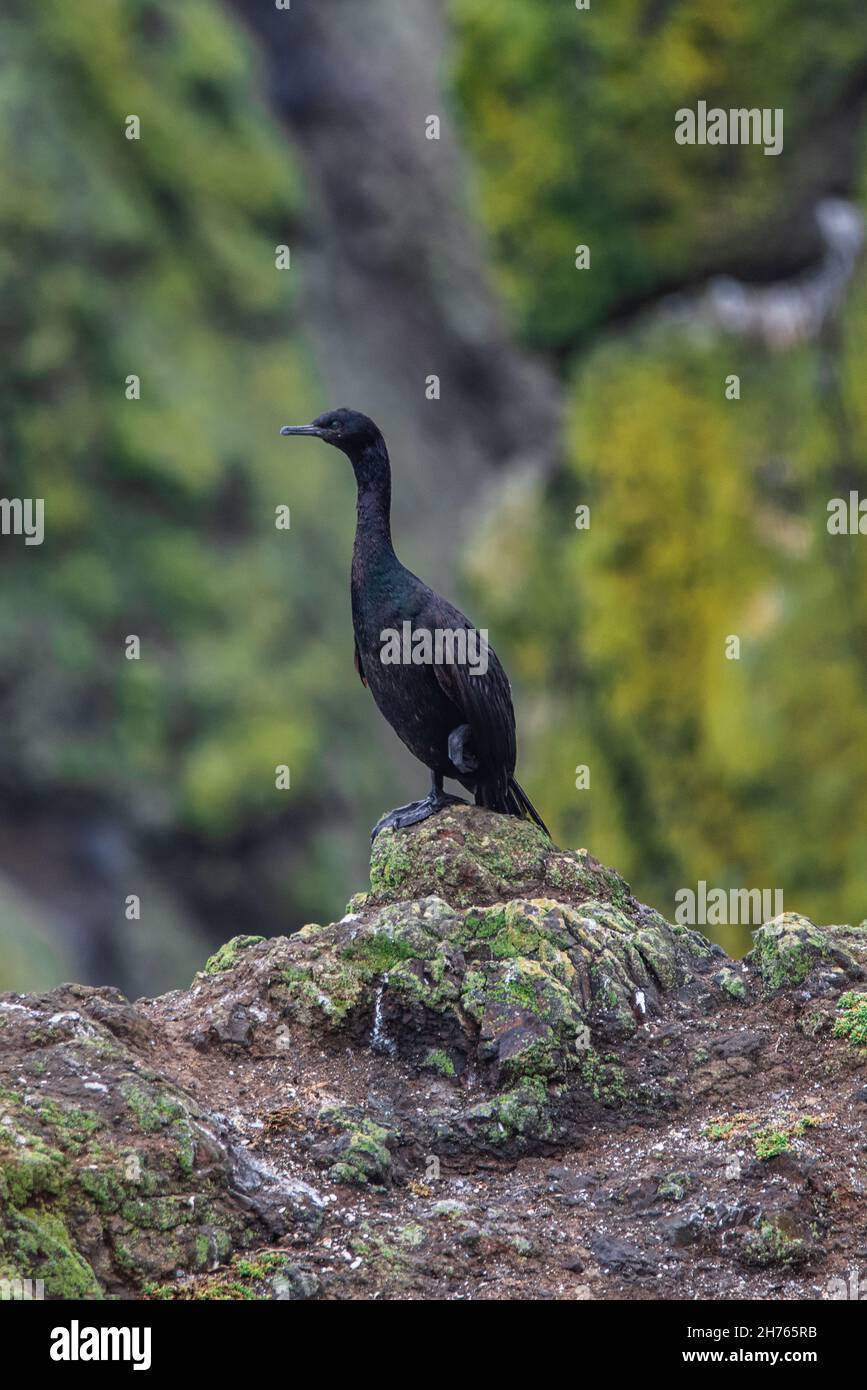 Cormorant pélagique ou Urile pelagicus Banque D'Images