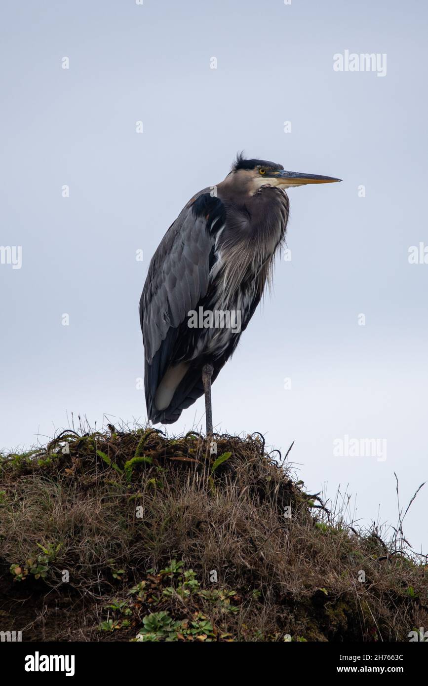 Grand héron Ardea herodias ou Banque D'Images