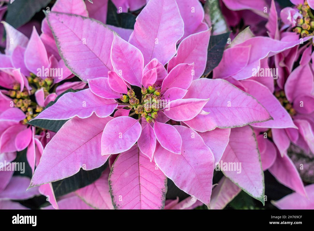 Gros plan de magnifiques poinsettia roses qui fleurient à temps pour Noël. Banque D'Images