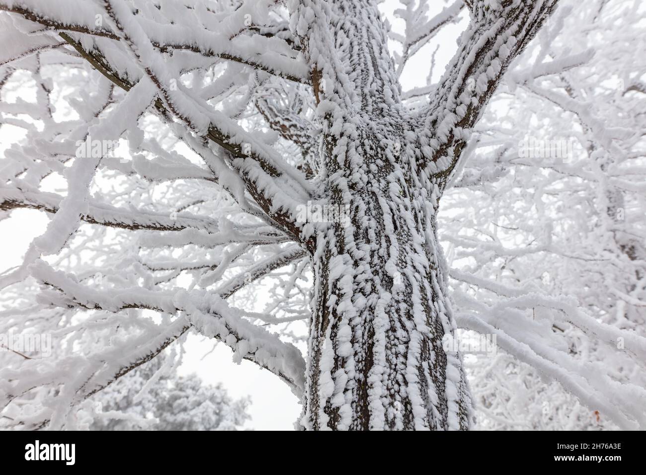 Brouillard glacial avec branches d'arbres couvertes de glace de rime le long de l'Old Oregon Trail Highway près de Pendleton, Oregon Banque D'Images