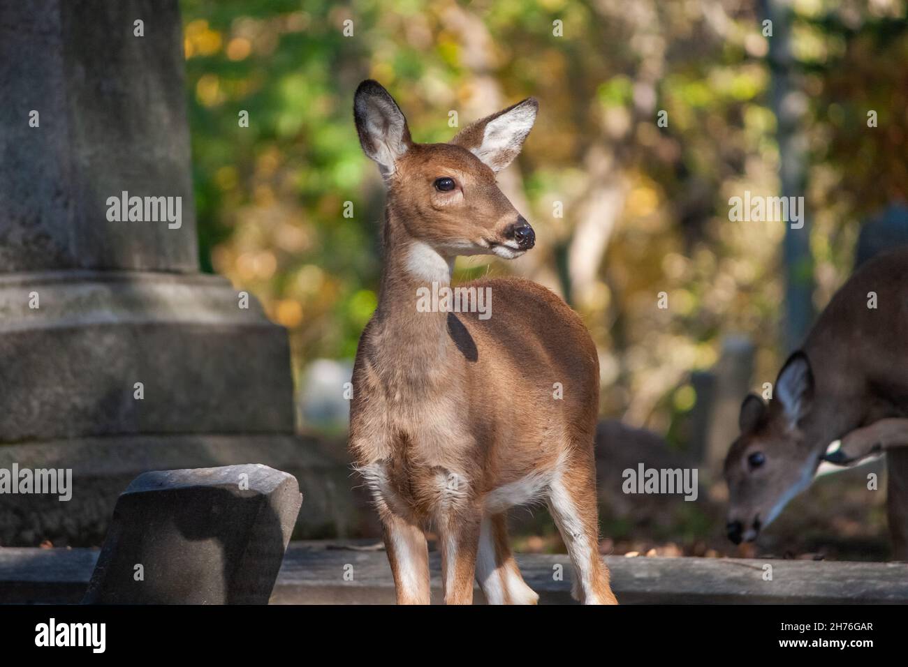 Jeune cerf de Virginie dans Un cimetière - Odocoileus virginianus Banque D'Images