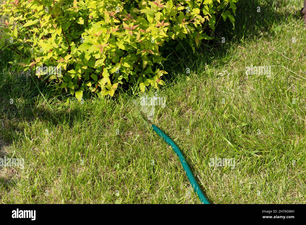 Arroser un buisson de spirée japonaise à partir d'un tuyau flexible de jardin allongé sur la pelouse par une journée d'été ensoleillée. Banque D'Images