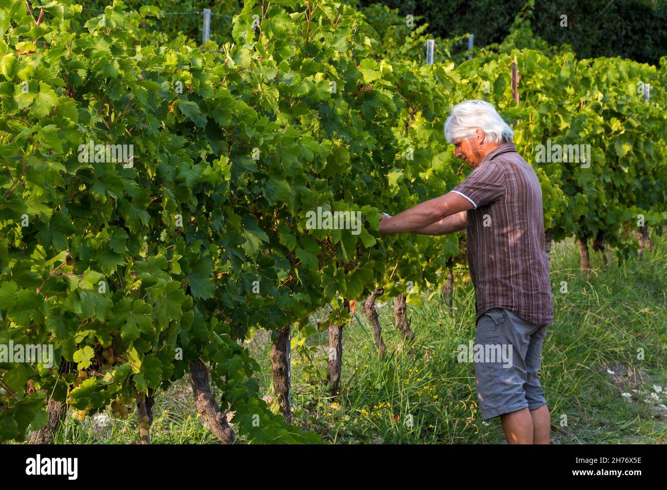 ALPES-MARITIMES (06), PARC NATUREL RÉGIONAL DE PREALPES D'AZUR, SAINT-JEANNET, VIGNOBLE SAINT-JEANNET, PROPRIÉTAIRE PRODUCTEUR DENIS RASSE Banque D'Images