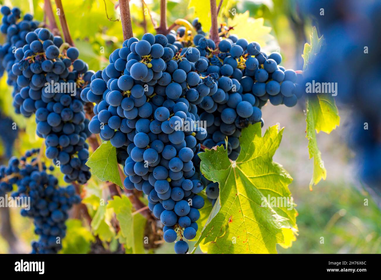 ALPES-MARITIMES (06), PARC NATUREL RÉGIONAL DE PREALPES D'AZUR, SAINT-JEANNET, VIGNOBLE SAINT-JEANNET, PROPRIÉTAIRE PRODUCTEUR DENIS RASSE Banque D'Images