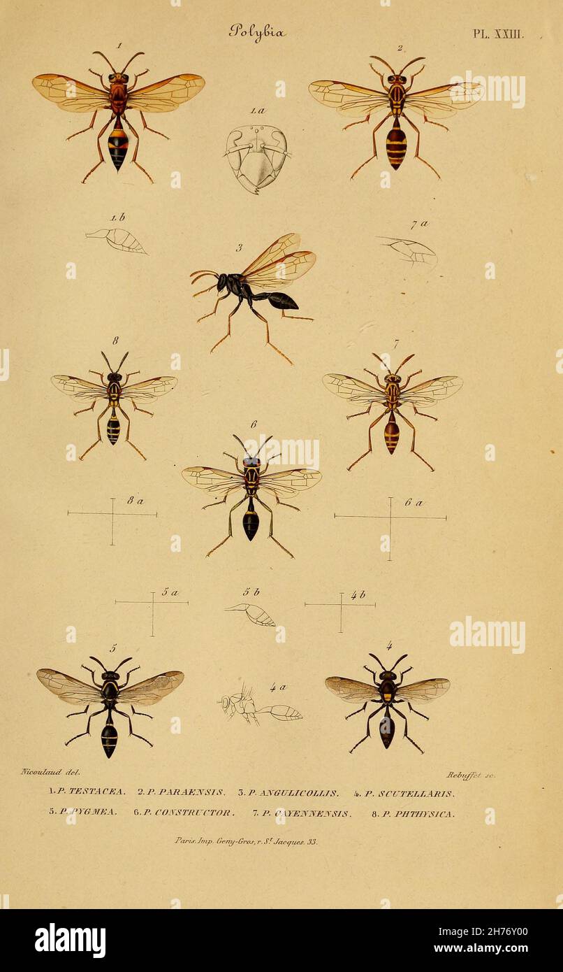 Etudes sur la famille des vespides / Paris :V. Masson ; 1852-1858. https://biodiversitylibrary.org/page/28387695 Banque D'Images