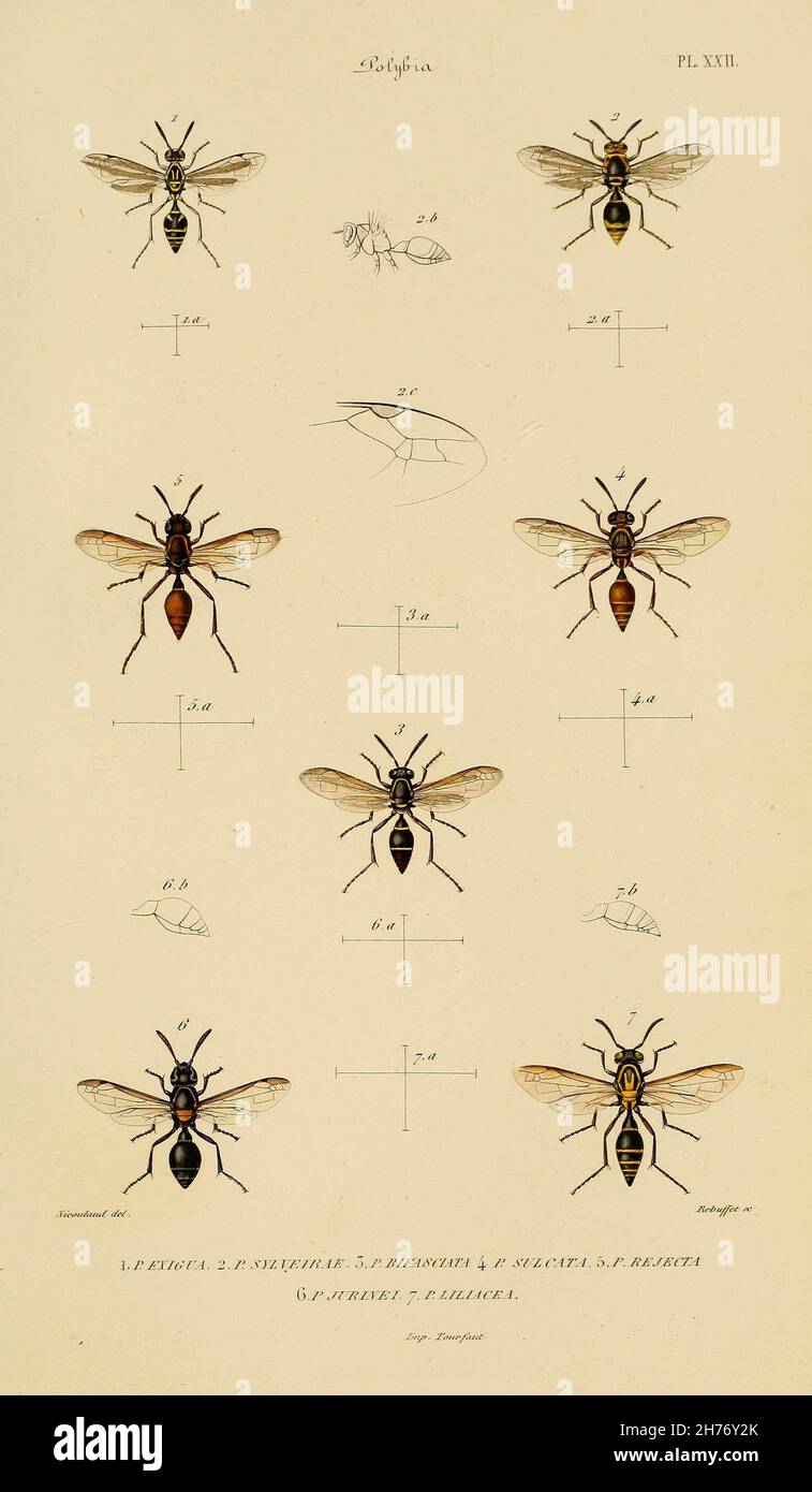 Etudes sur la famille des vespides / Paris :V. Masson ; 1852-1858. https://biodiversitylibrary.org/page/28387691 Banque D'Images