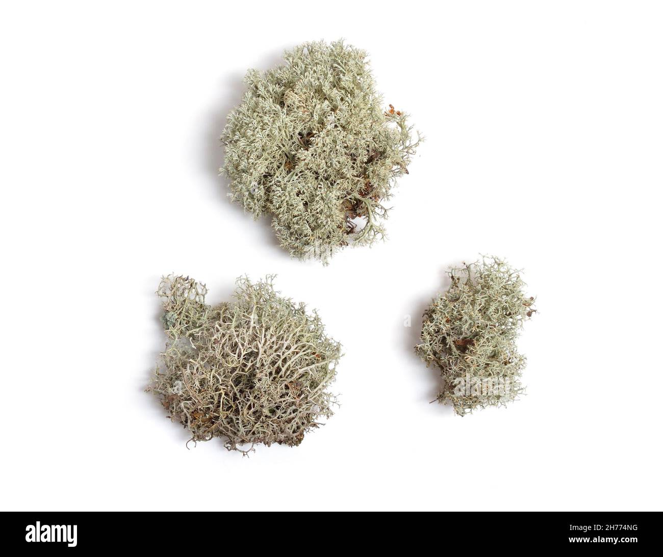 Lichen à plusieurs branches séché. Isolé sur fond blanc Banque D'Images
