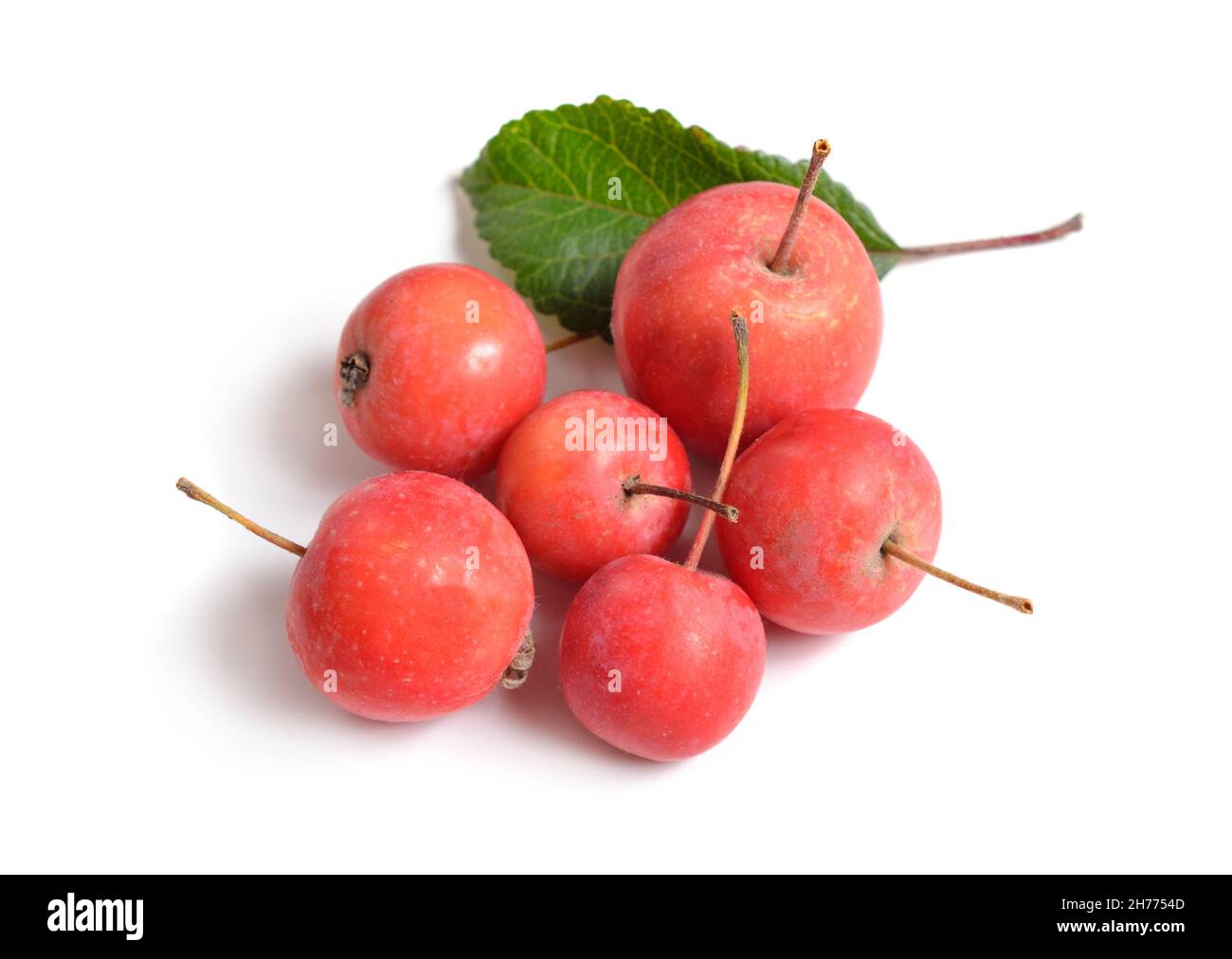 Malus baccata connu sous les noms communs pomme de crabe sibérien, crabe sibérien, pomme de crabe manchurien Banque D'Images