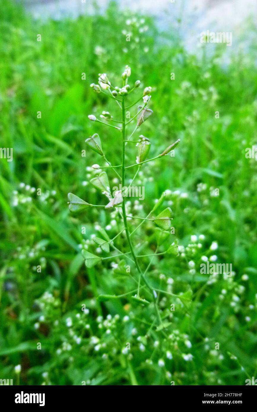 Capsella bursa-pastoris porte-monnaie de berger plante de gren avec des fleurs blanches de près.Sac à main de berger aux herbes sauvages médicinales.Concept des plantes médicales. Banque D'Images