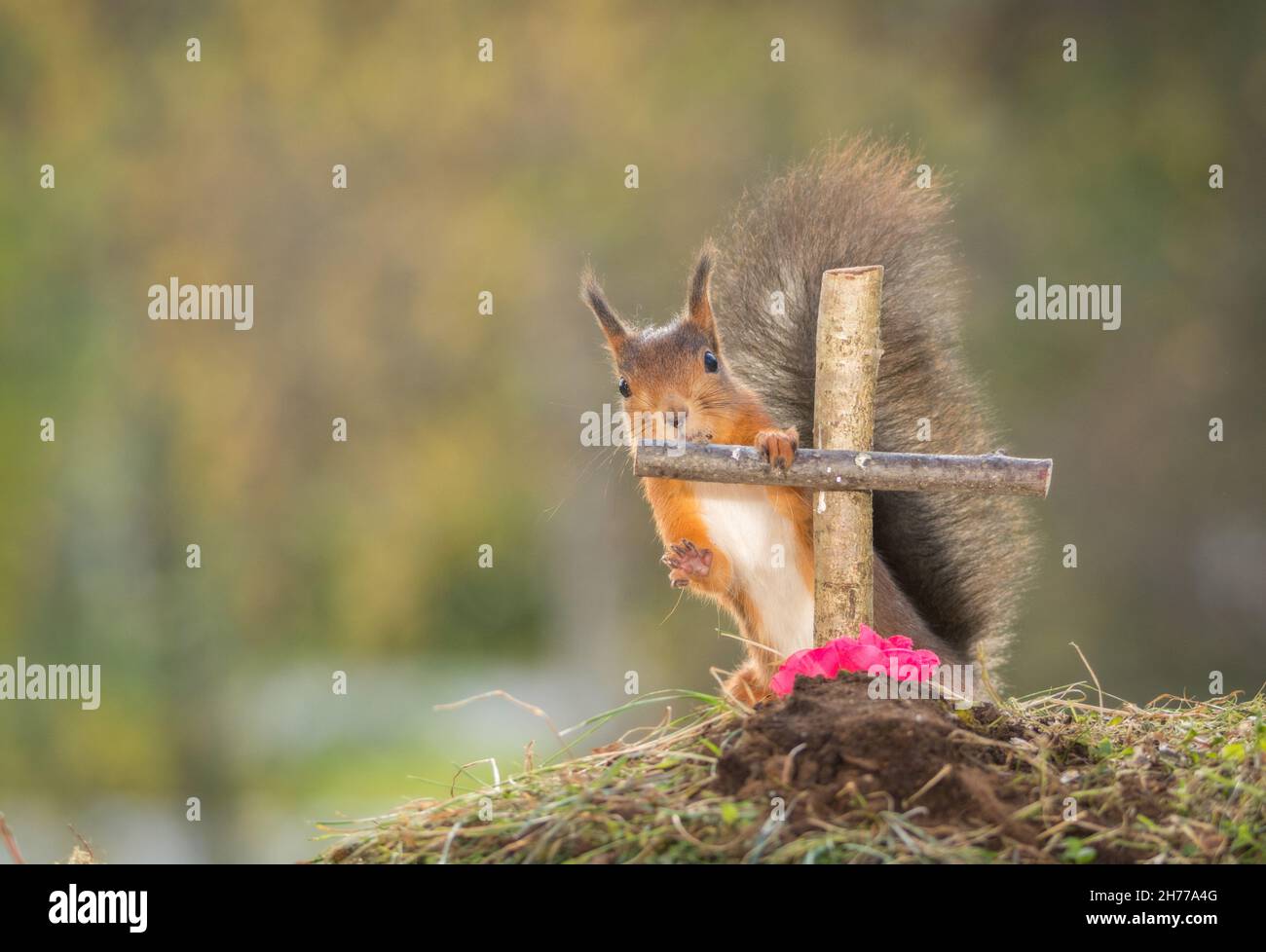 Écureuil rouge debout avec une grave touchant un cross Banque D'Images