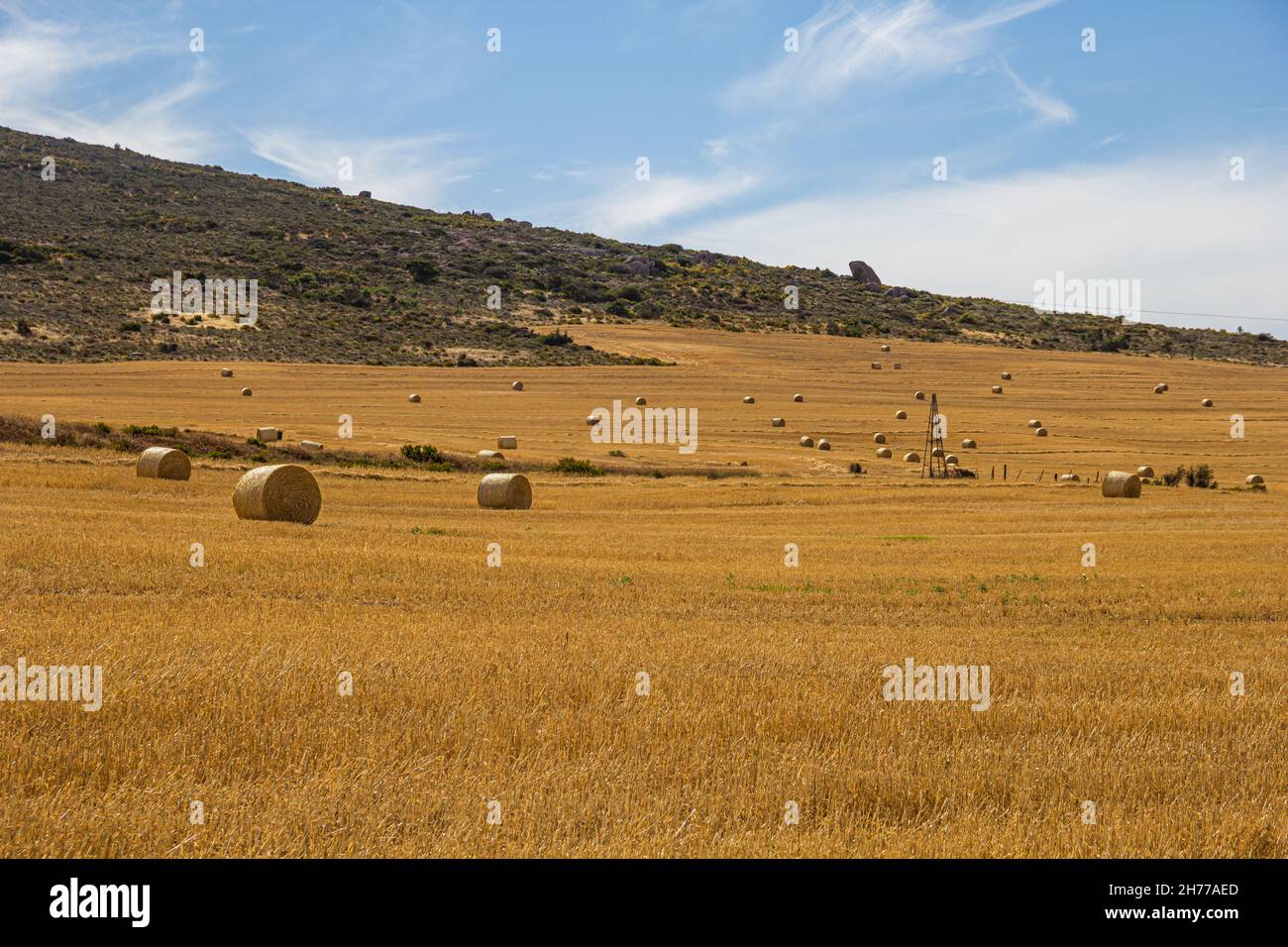 Champ de balles de foin de blé dans une ferme de la baie de Sainte-Hélène, Velddrif, sur la côte ouest du Cap, Afrique du Sud pendant la récolte, récolte estivale Banque D'Images