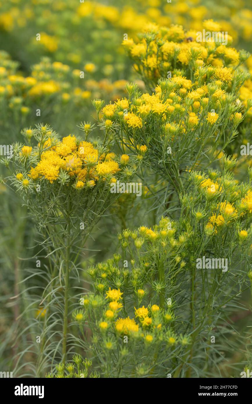 Aster yellow flowers asteraceae Banque de photographies et d'images à haute  résolution - Alamy