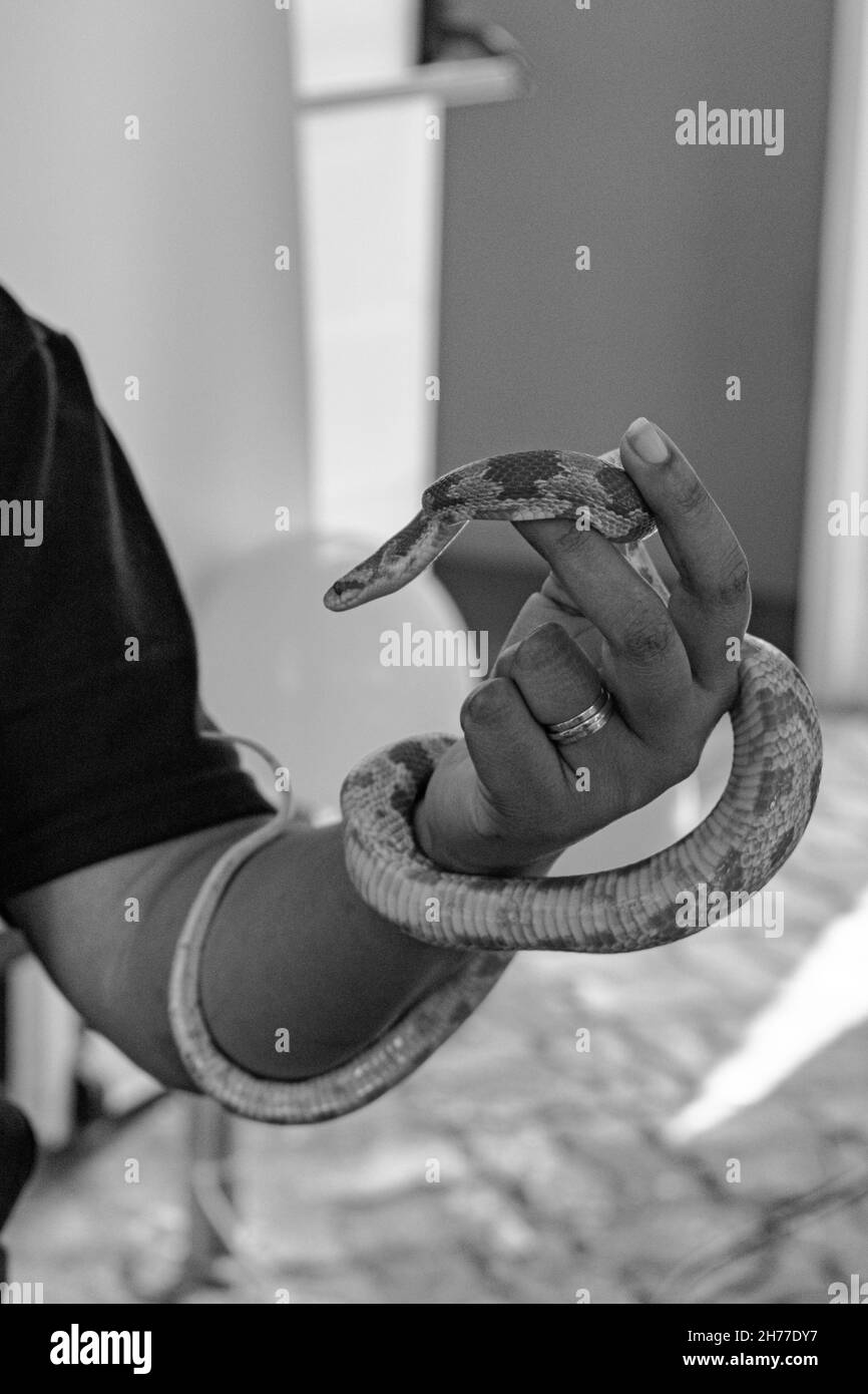 Vétérinaire professionnel manipulant un serpent non venimeux connu sous le nom de serpent de maïs pendant une classe Banque D'Images