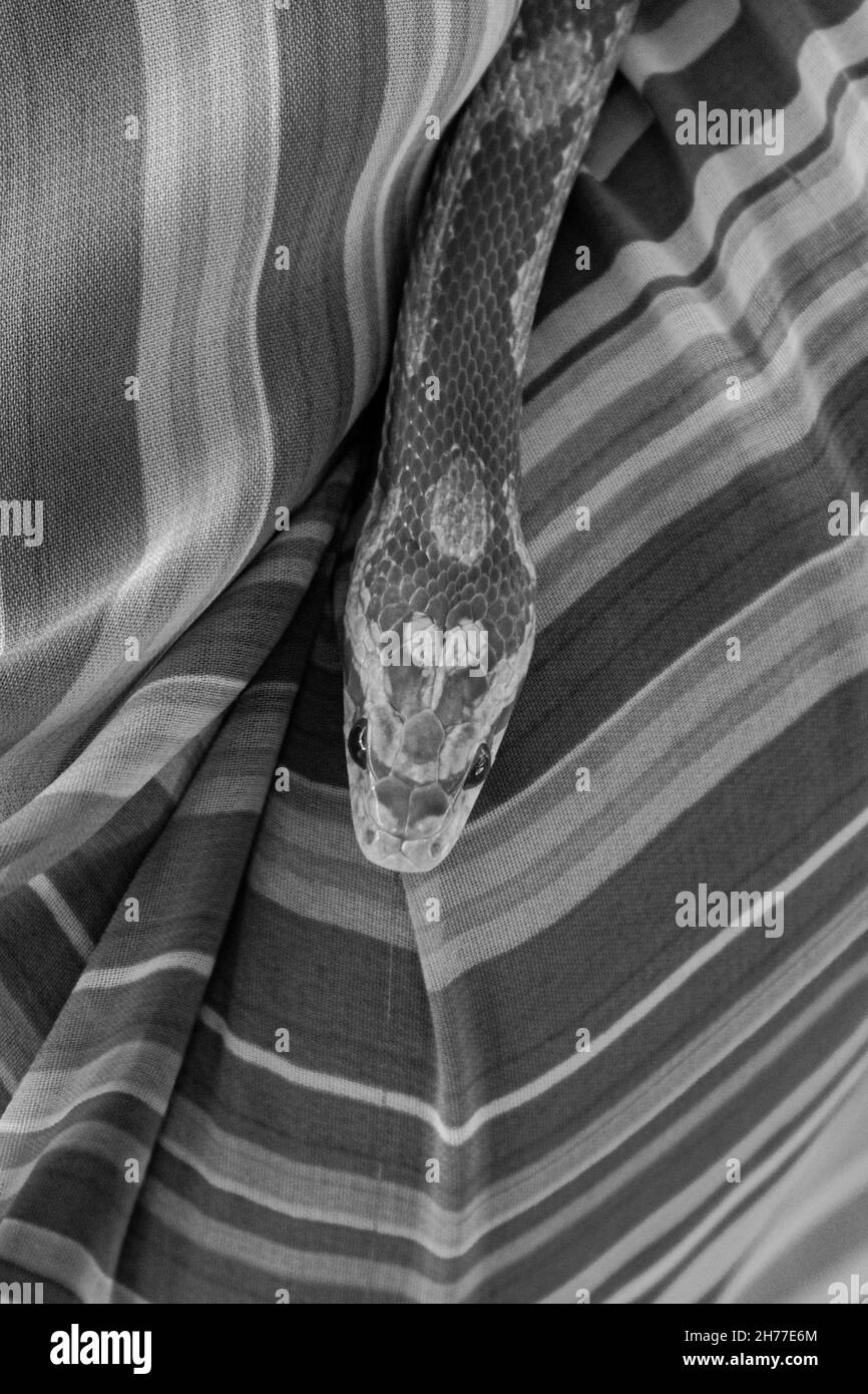 Vétérinaire professionnel manipulant un serpent non venimeux connu sous le nom de serpent de maïs pendant une classe Banque D'Images