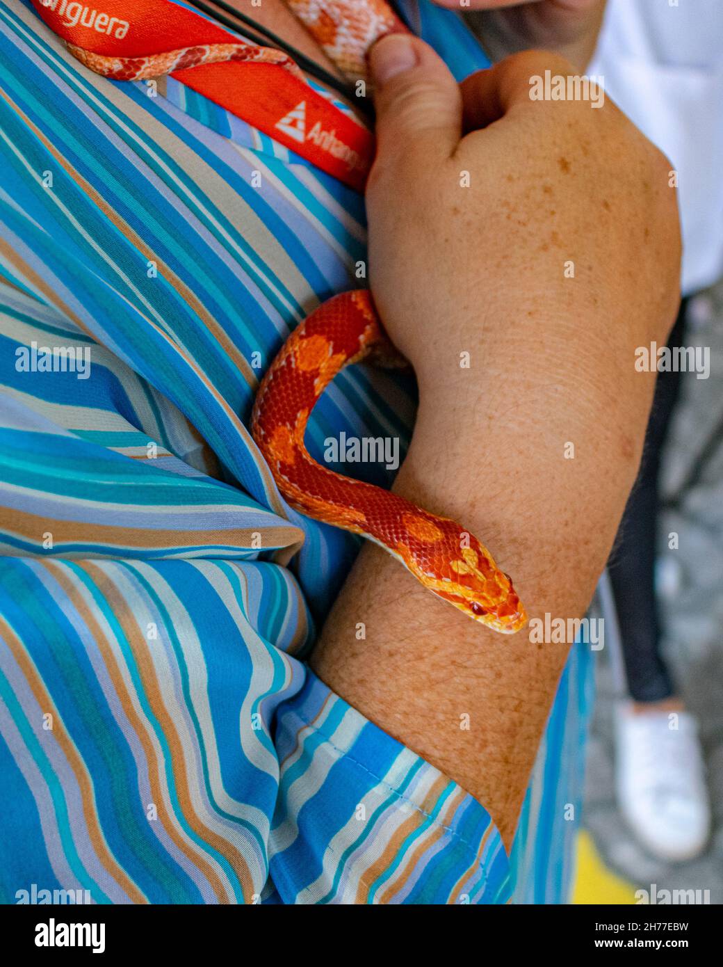 Vétérinaire professionnel manipulant un serpent non venimeux connu sous le nom de serpent de maïs pendant une classe Banque D'Images