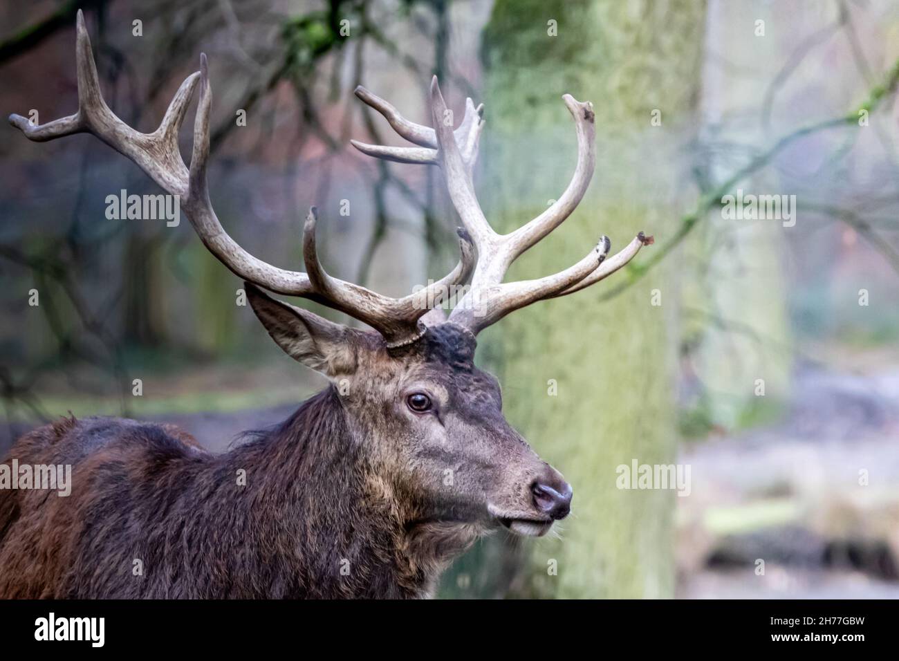un cerf en buck rouge avec de grands bois Banque D'Images
