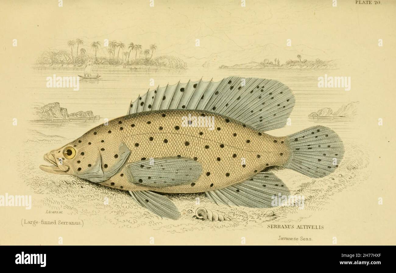 Ichthyologie Édimbourg, etc. :W.H. Lizars, etc., 1852-1854. https://biodiversitylibrary.org/page/6314495 Banque D'Images