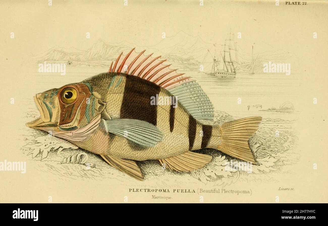 Ichthyologie Édimbourg, etc. :W.H. Lizars, etc., 1852-1854. https://biodiversitylibrary.org/page/6314507 Banque D'Images