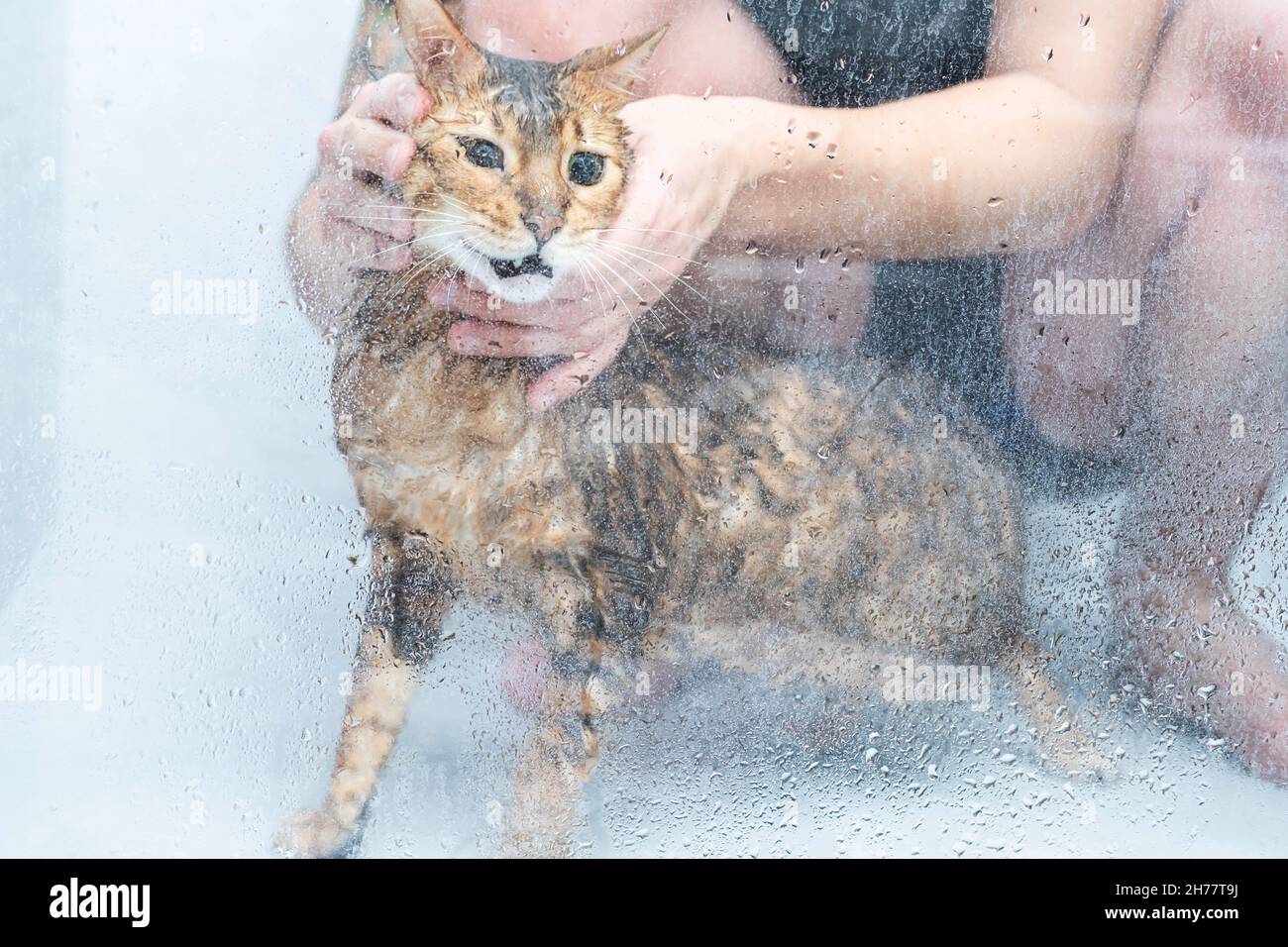 Drôle de chat humide se lavant dans la cabine de douche. Baignade ou exposition à la race bengale Cat Concept d'hygiène des animaux. Banque D'Images