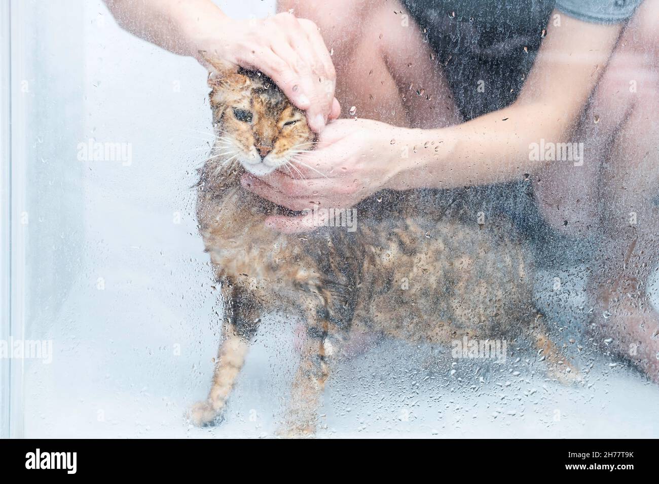 Drôle de chat humide se lavant dans la cabine de douche. Baignade ou exposition à la race bengale Cat Concept d'hygiène des animaux. Banque D'Images