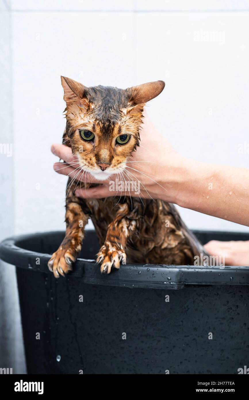 Chat humide drôle. Bain ou douche pour chat de race Bengale. Concept d'hygiène des animaux. Banque D'Images