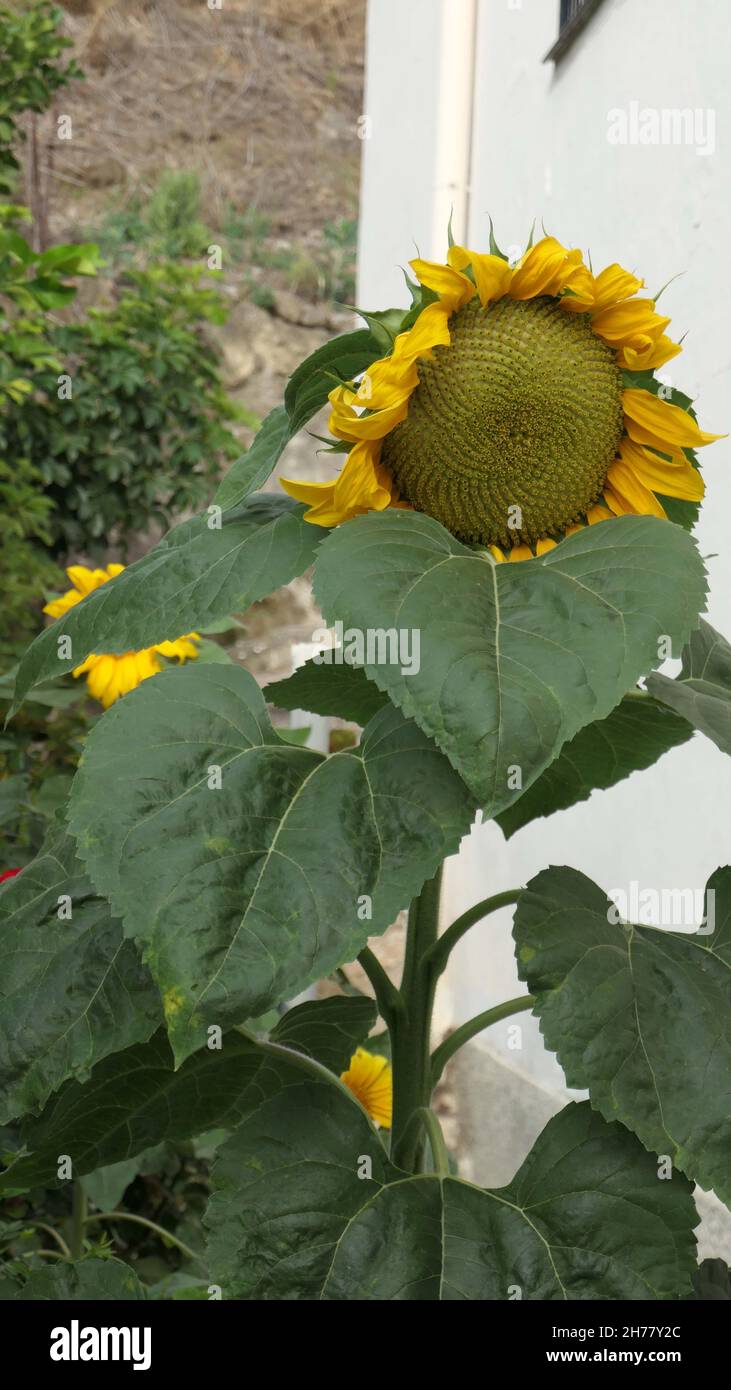 Grand tournesol passé son meilleur dans le coin et jardin du village, Andalousie Banque D'Images