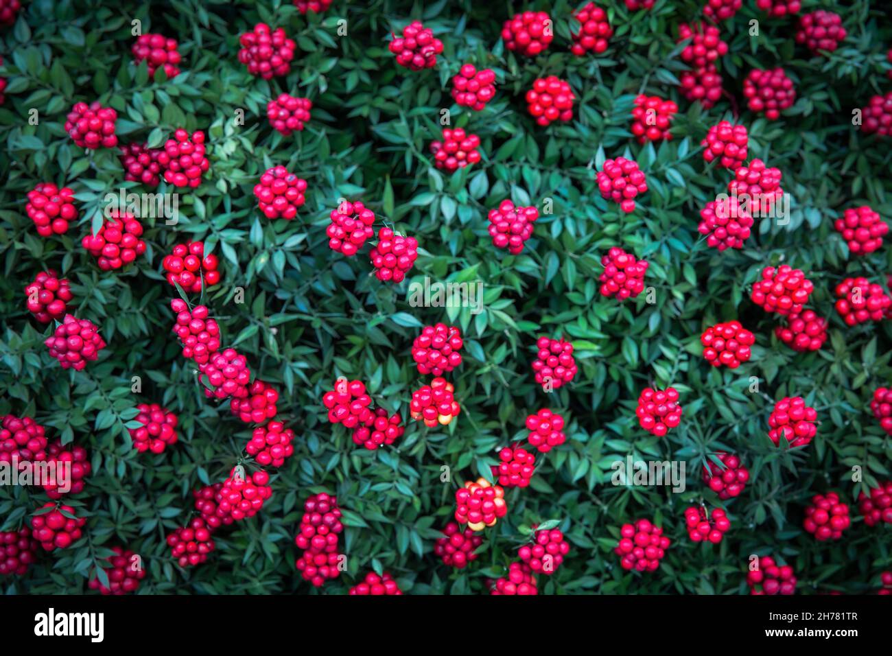 Arrière-plan de Noël avec Red Kokina Flower, vue de dessus Banque D'Images