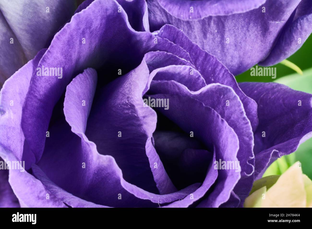 Fleur Eustoma violette et blanche.Plantes gentiane des Prairies. Banque D'Images