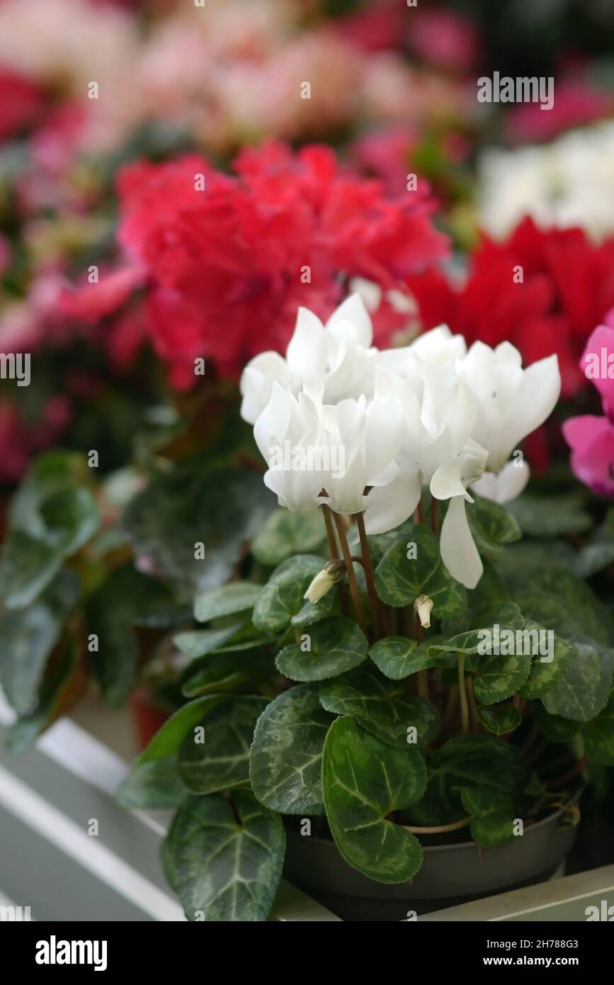 Cyclamen rose avec blanc dans une casserole dans la pépinière de jardin.Serre de fleurs et le cyclamen en fleur au premier plan, il est vertical.Primulacées Banque D'Images