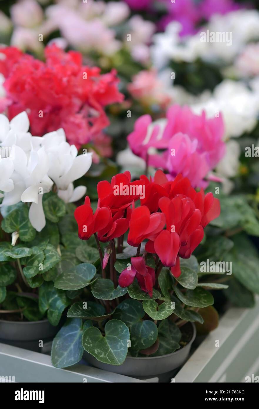 Cyclamen rose avec blanc dans une casserole dans la pépinière de jardin.Serre de fleurs et le cyclamen en fleur au premier plan, il est vertical.Primulacées Banque D'Images