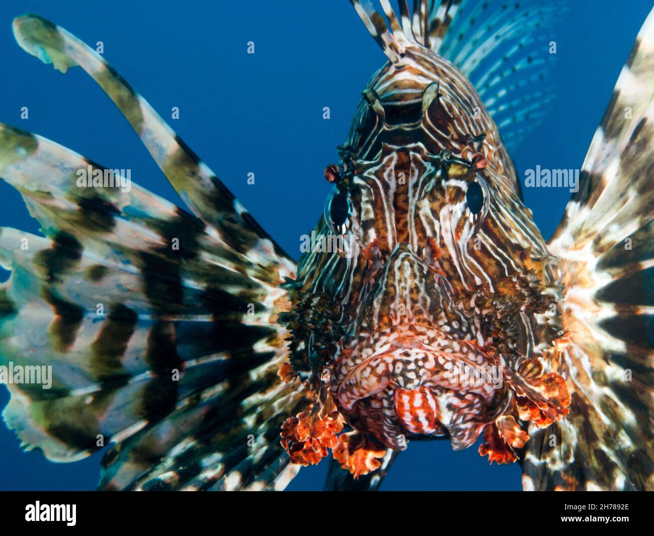 Poisson-papillon commun ou devil firefish (Pterois miles). Cette espèce est endémique de la Mer Rouge. Il a des couleurs d'avertissement lumineux et ses épines sont hautement ven Banque D'Images