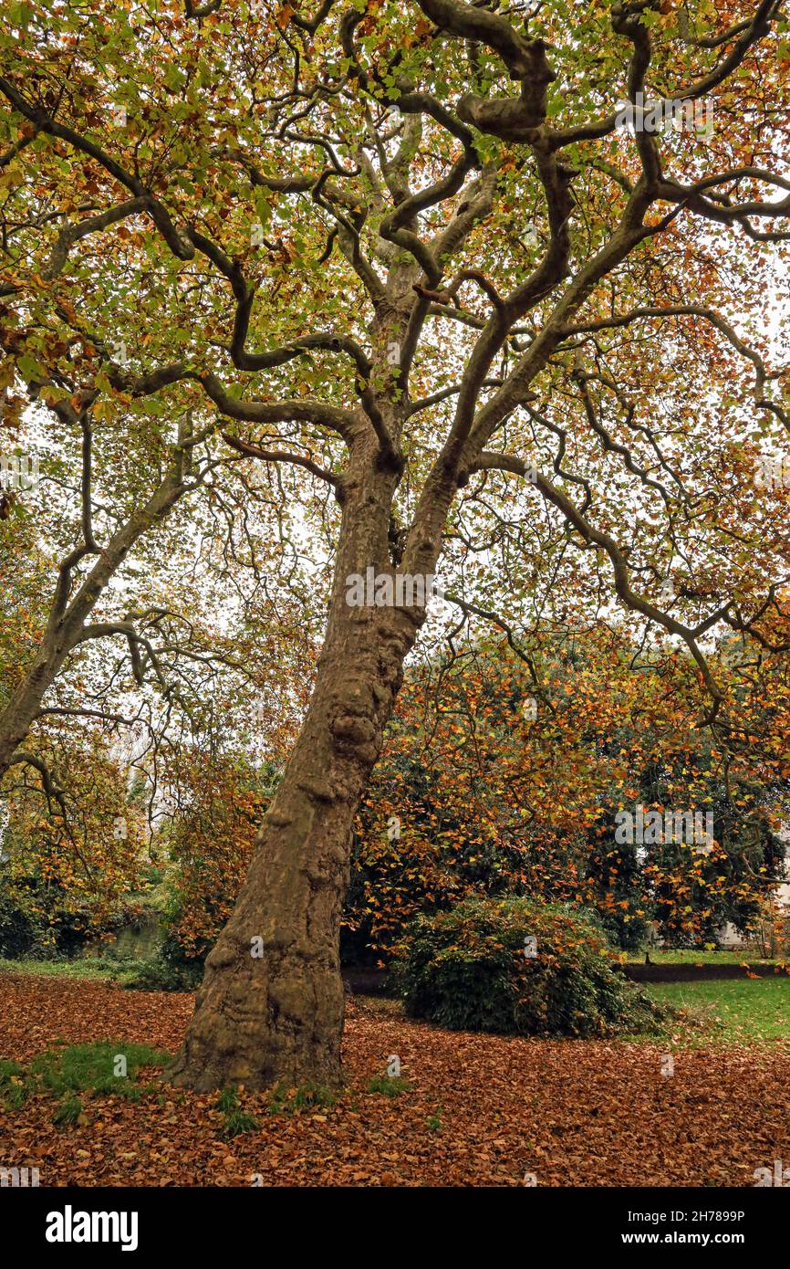 Un arbre doré et automnal dans le parc environnant Stoke Damerel Church à Plymouth.Une grande partie du chantier historique a été transformée en un greensp calme Banque D'Images