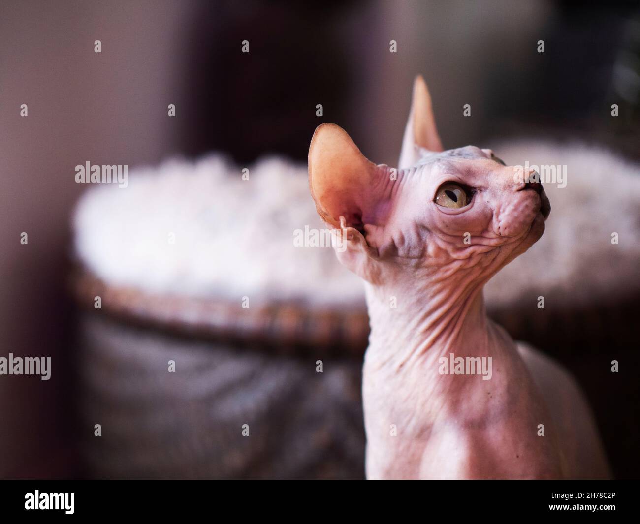 Chat Sphynx Banque D'Images