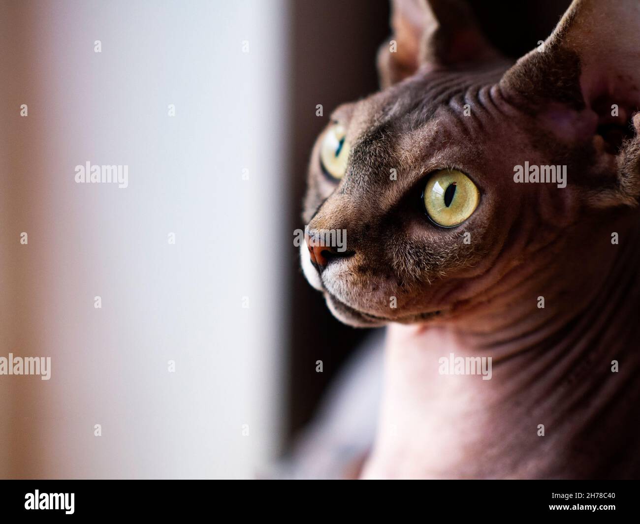 Chat Sphynx Banque D'Images