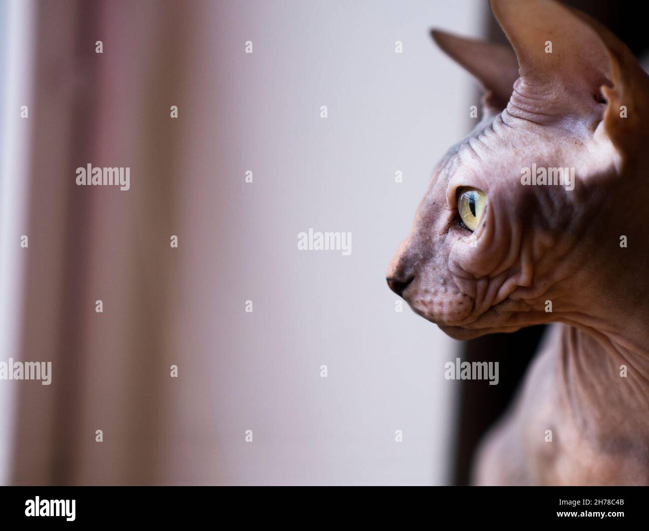 Chat Sphynx Banque D'Images