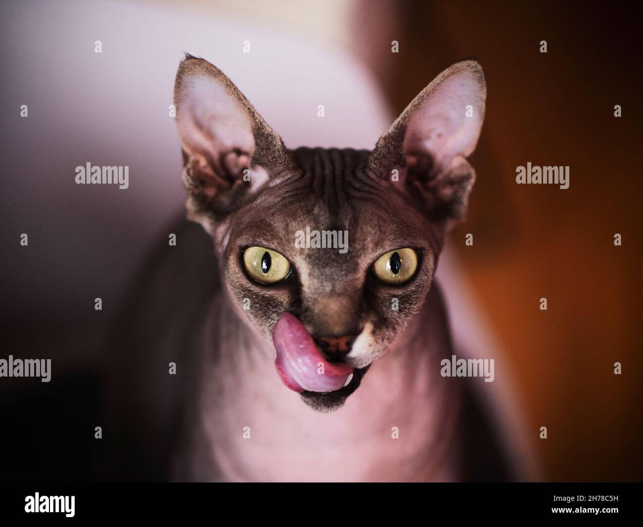 Chat Sphynx Banque D'Images