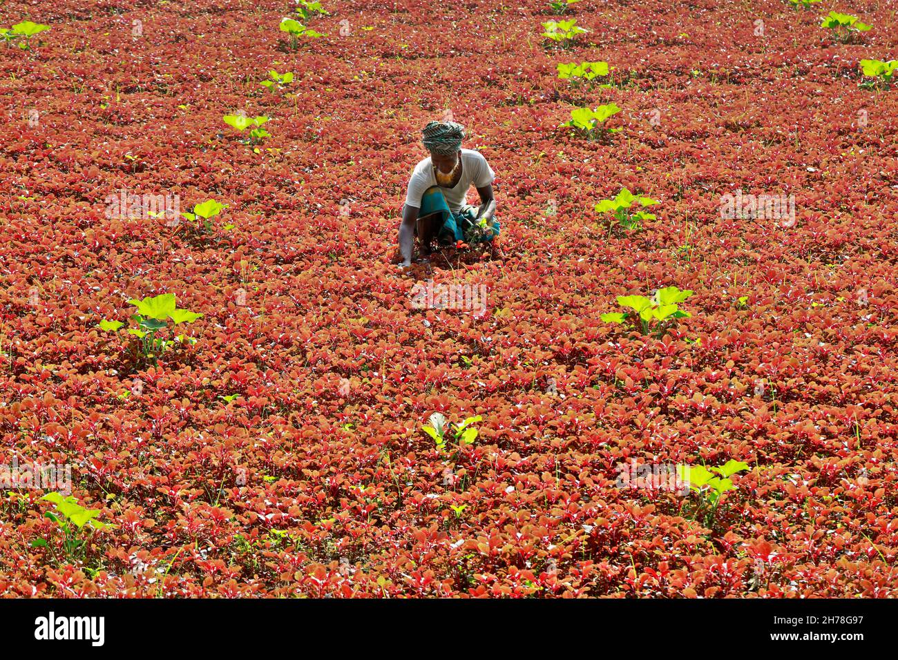 Dhaka, Bangladesh - 19 novembre 2021 : les agriculteurs sont présents récoltent des champs d'épinards rouges à Singair, dans le quartier de Manikganj, au Bangladesh. Banque D'Images