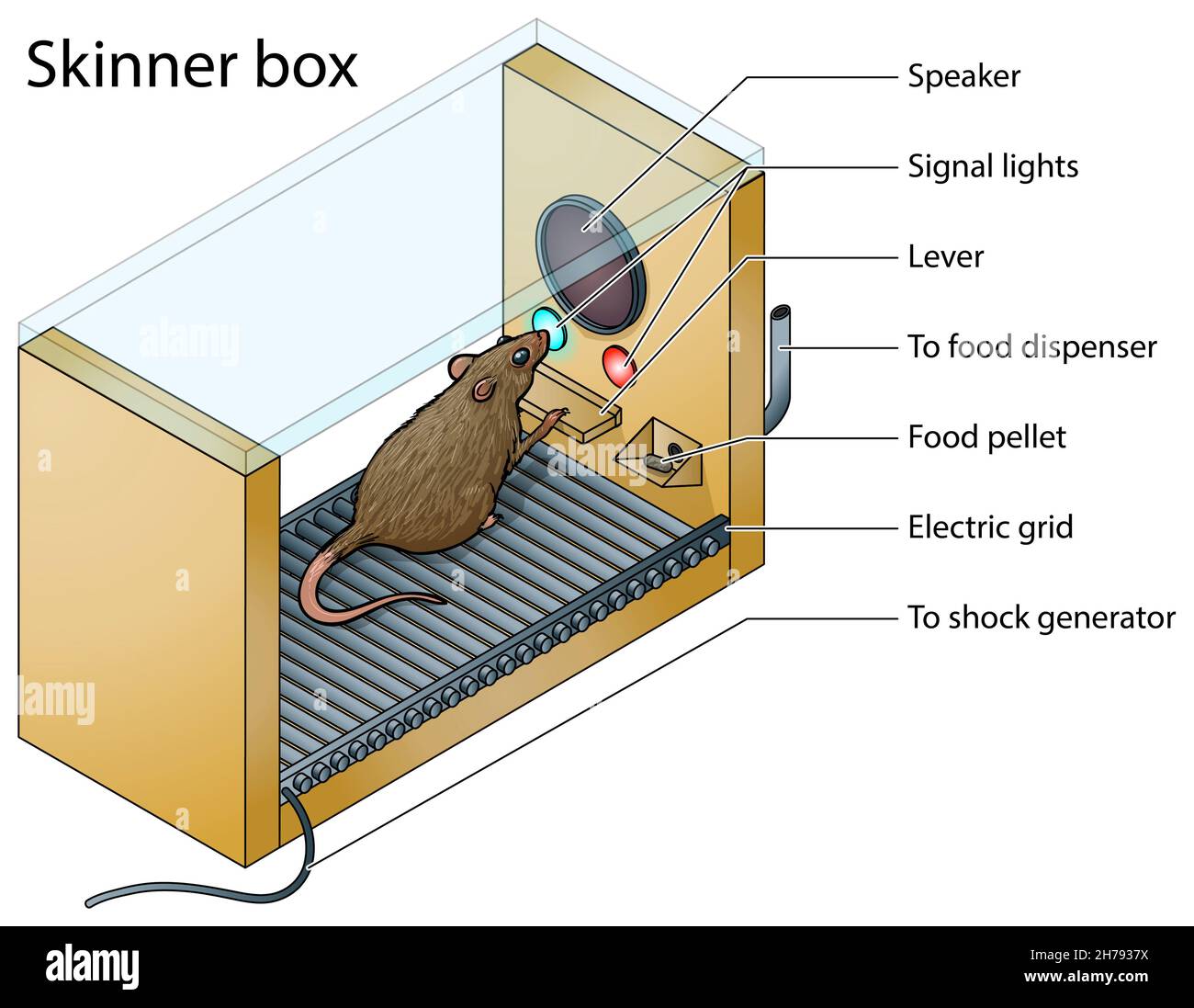 Skinner operant Conditioning - Skinner Boxes Illustration de l'étude psychologique.Les chambres de conditionnement sont utilisées pour observer/manipuler le comportement. Banque D'Images