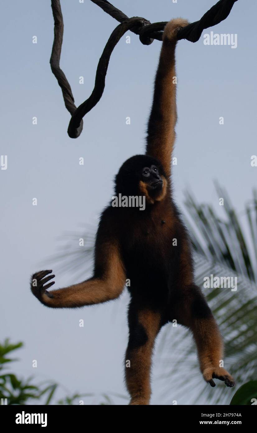 Le gibbon moelleux à chetées jaunes qui pendait de la branche de l'arbre dans le zoo Banque D'Images