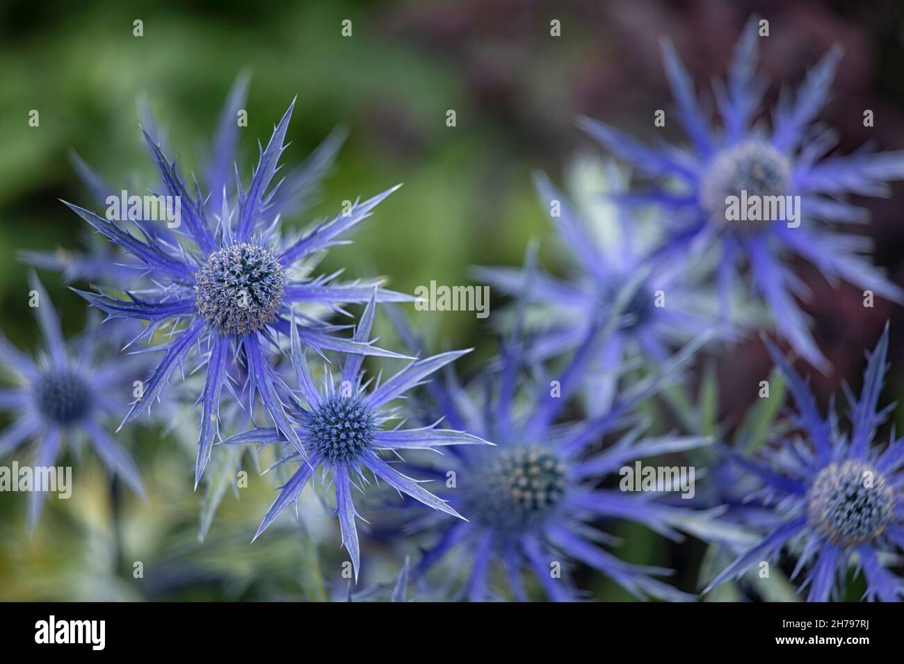 Gros plan des têtes de fleurs d'Eryngium × zabelii 'Big Blue' en été Banque D'Images