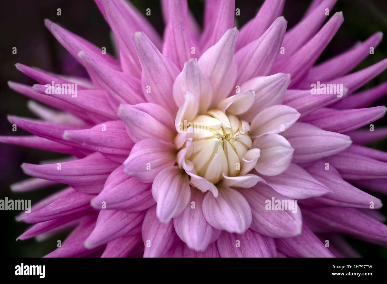 Gros plan sur la fleur de Dahlia « Hillcrest Candy » Banque D'Images