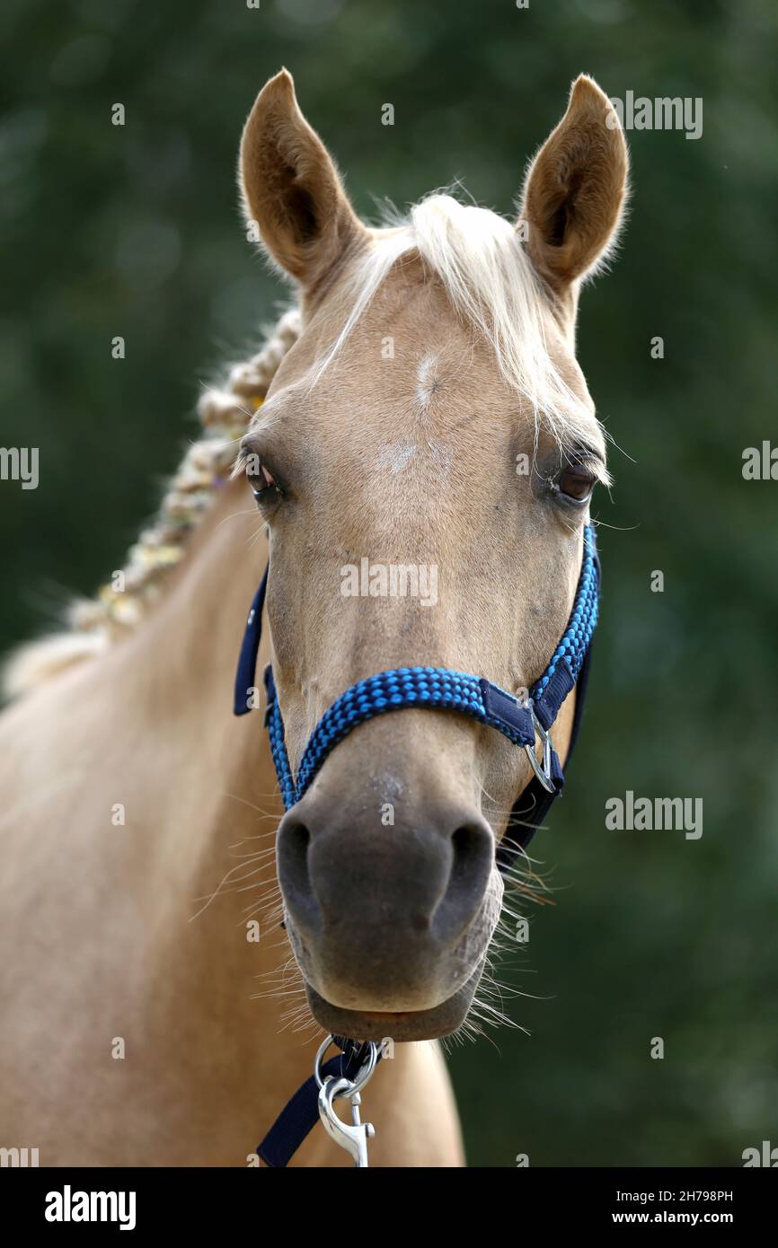 La vue rapprochée de la manie tressée à la main comprend les fleurs d'un cheval brun clair avec une manie blonde.Beau cheval de race avec une manie tressée dans le summ Banque D'Images