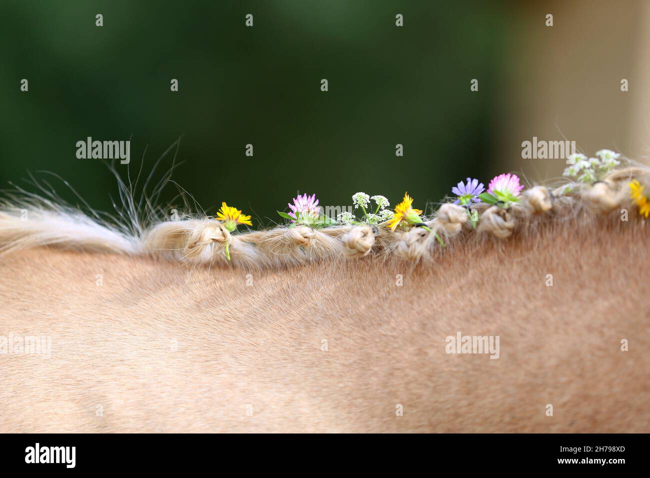 La vue rapprochée de la manie tressée à la main comprend les fleurs d'un cheval brun clair avec une manie blonde.Beau cheval de race avec une manie tressée dans le summ Banque D'Images