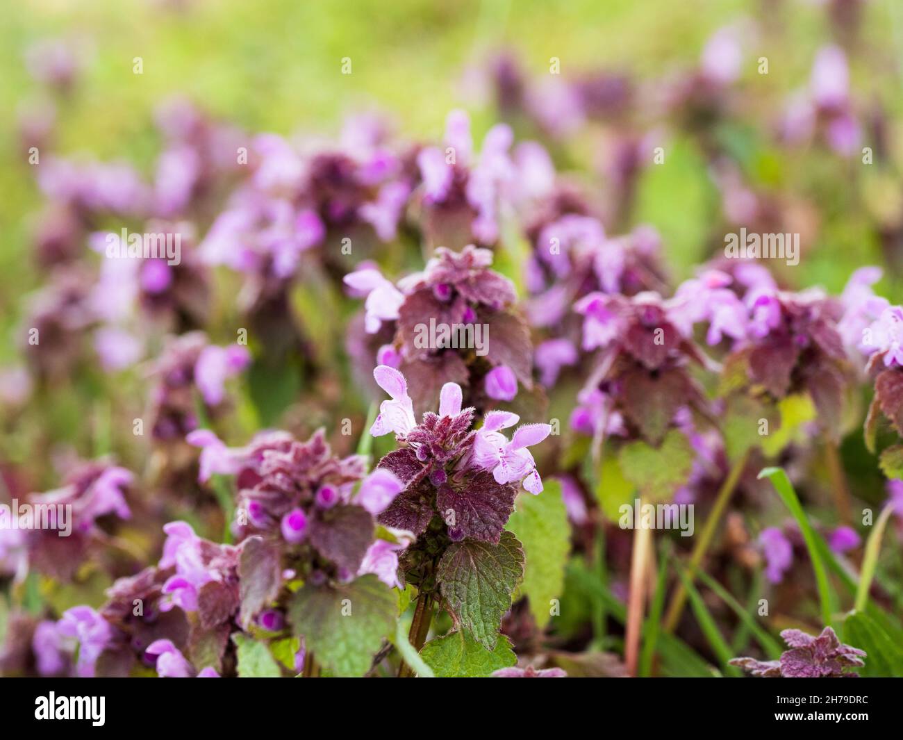 Ortie-morts violet Banque D'Images